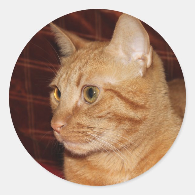 Orange Tabby Cat Face Profil Runder Aufkleber (Vorderseite)