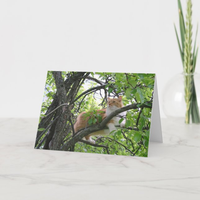 Orange Tabby Cat in Tree Karte (Vorderseite)