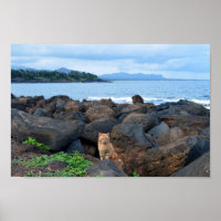 Orange Tabby Cat, Kauai, Hawaii