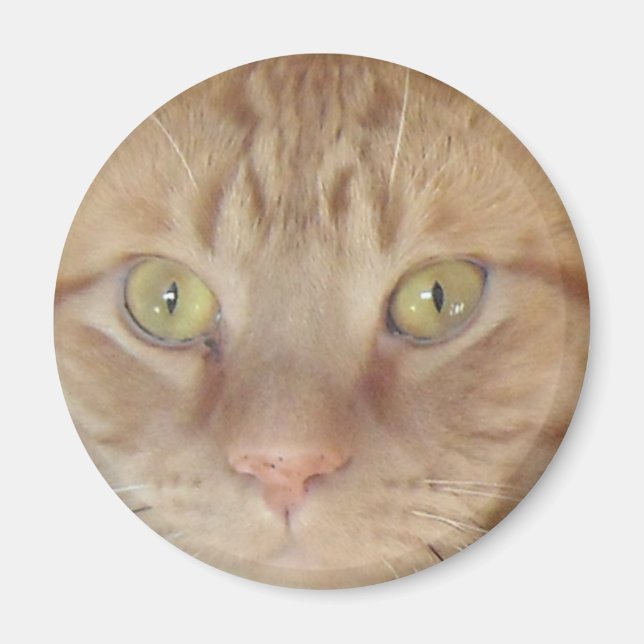 Orange Tabby Cat Magnet (Vorne)