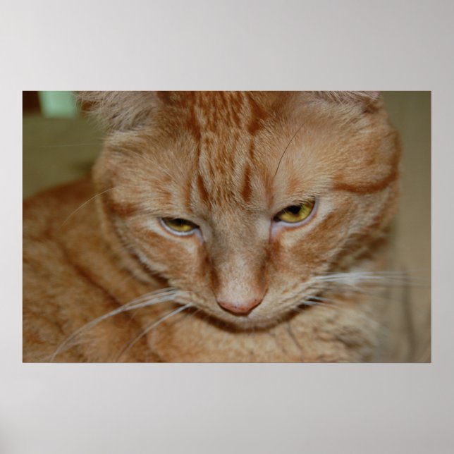 Orange Tabby Cat Poster (Vorne)