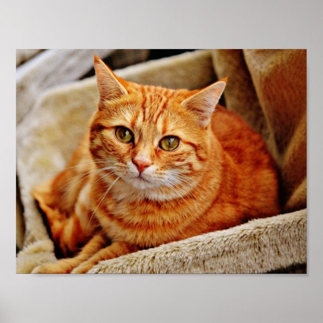 Orange Tabby Cat Poster (Vorne)