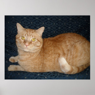 Orange Tabby Cat Poster