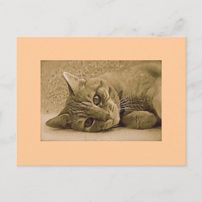 Orange Tabby Cat Postkarte (Vorderseite)