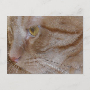 Orange Tabby Cat Postkarte
