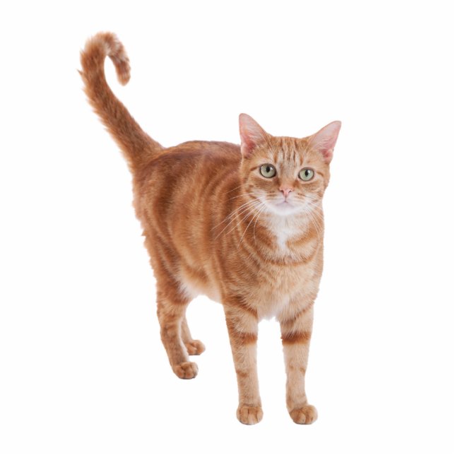 Orange Tabby Cat Standing Freistehende Fotoskulptur (Vorne)