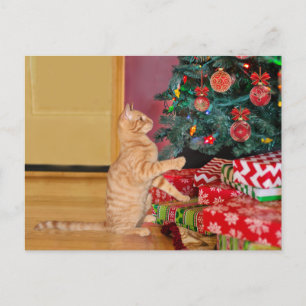 Orange Tabby Cat Weihnachten