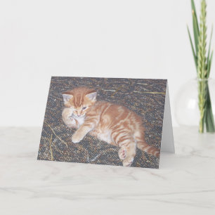 Orange Tabby Feral Kitten Card Karte