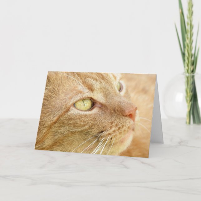 Orange Tabby Greeting Card Karte (Vorderseite)