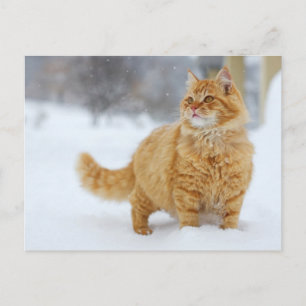 Orange Tabby im Schnee Postkarte