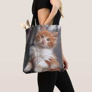 Orange Tabby-Kätzchen