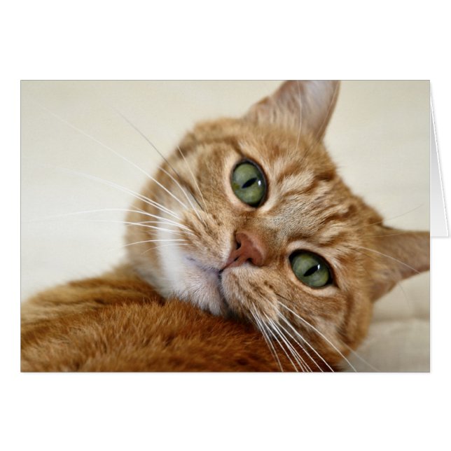 Orange Tabby Katze mit grünen Augen (Vorderseite (Horizontal))