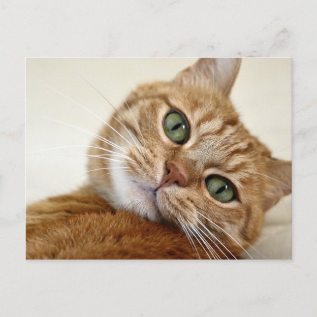 Orange Tabby Katze mit grünen Augen Postkarte (Vorderseite)