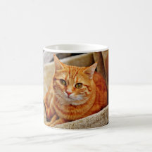 Orange Tabby-Katze