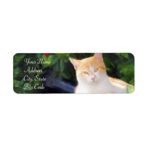 Orange Tabby-Katzen-Adressen-Etiketten