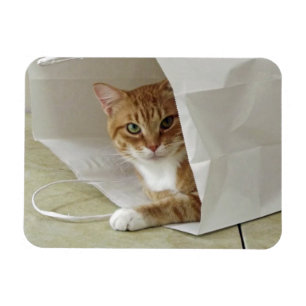 Orange Tabby-Katzen-flexibler Magnet