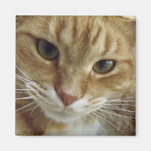 Orange Tabby-Katzen-Magnet Magnet