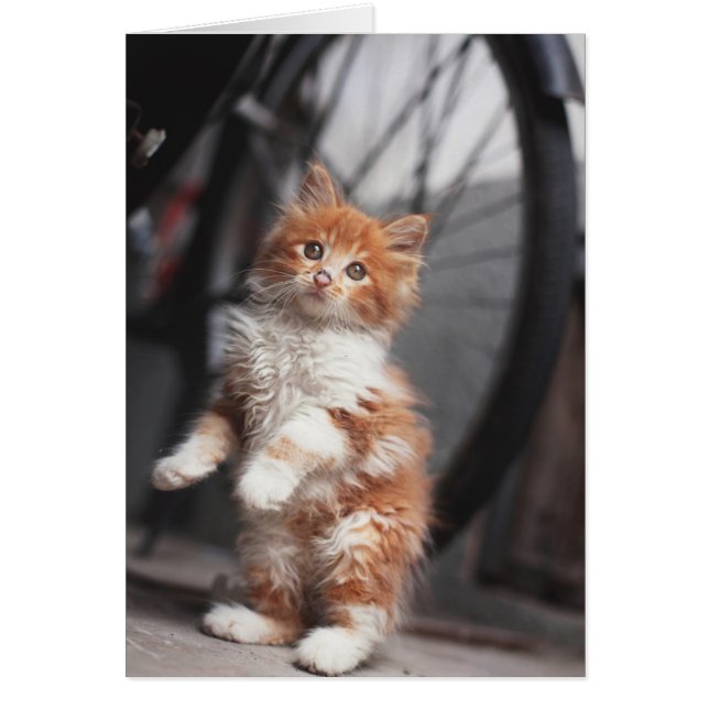 Orange Tabby Kitten (Vorne)