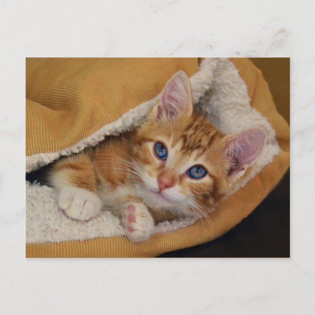 Orange Tabby Kitten im Bett Postkarte (Vorderseite)