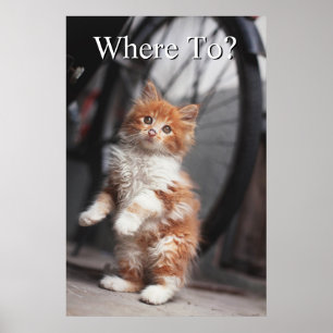 Orange Tabby Kitten Poster