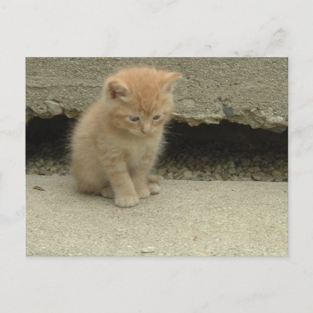 Orange Tabby Kitten Postkarte (Vorderseite)