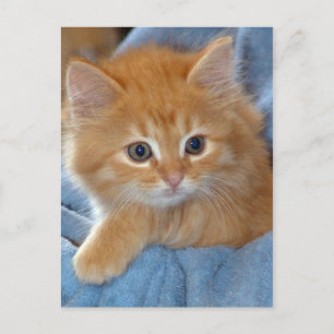 Orange Tabby Kitten Postkarten