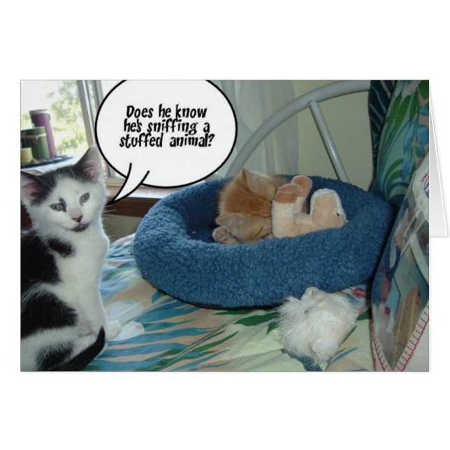 Orange Tabby Kitty Cat (Vorderseite (Horizontal))