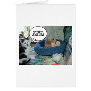 Orange Tabby Kitty Cat