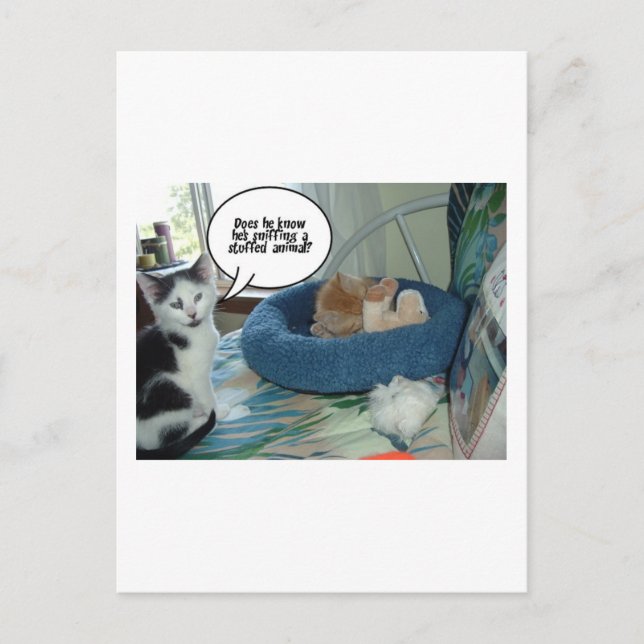 Orange Tabby Kitty Cat Postkarte (Vorderseite)