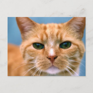 Orange Tabby Kitty Kitten Cat Postkarte