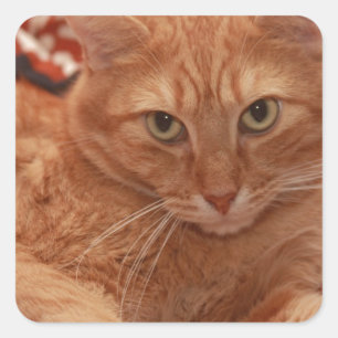 Orange Tabby Quadratischer Aufkleber