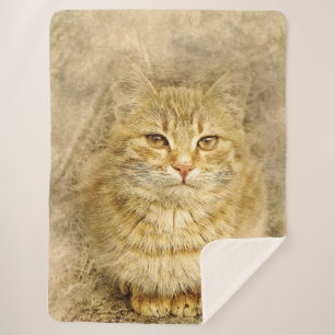 Orange Tabby Sherpadecke