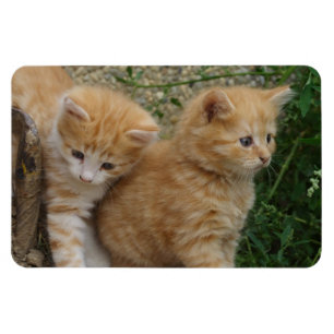 Orange Tabby Siblings Magnet