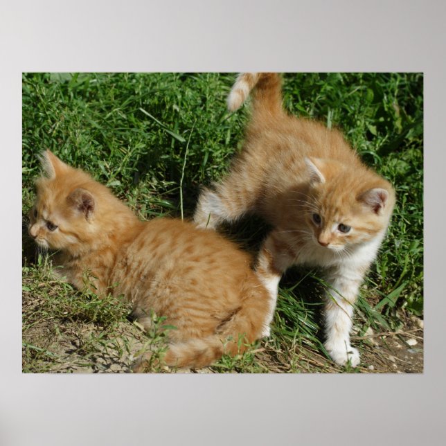 Orange Tabby Siblings Poster (Vorne)