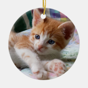 Orange Tabby u. weiße Kätzchen-Verzierung Keramik Ornament