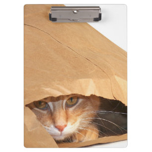 Orange Tabbykatze in der Papiertüte Klemmbrett
