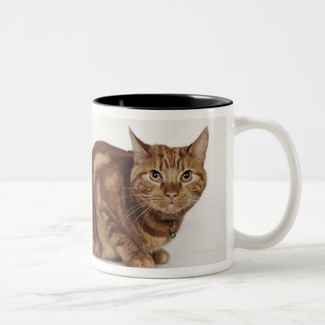 Orange Tabbykatze Zweifarbige Tasse (Rechts)