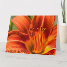 Orange Tageslilie Notecard