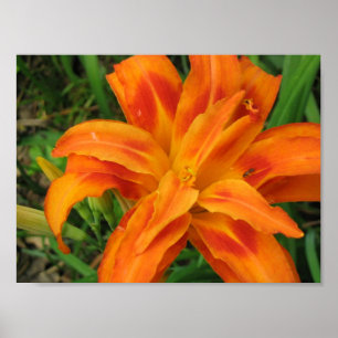 Orange Taglilie-kleiner Portfolio-Druck Poster