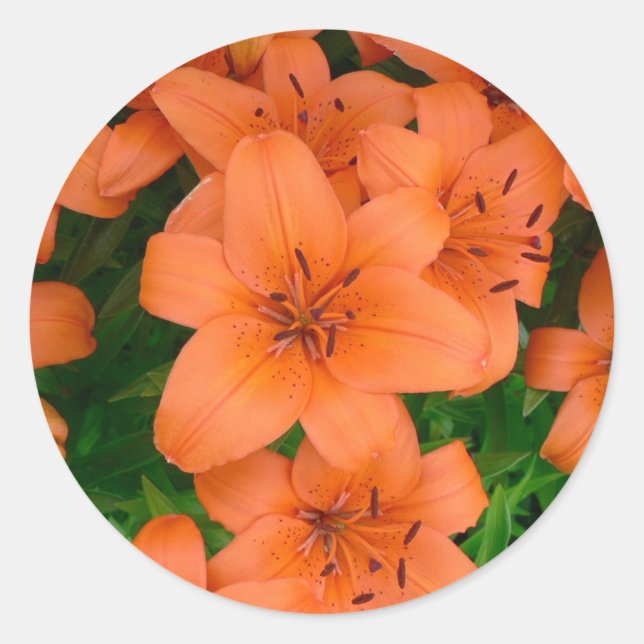 Orange Taglilien Runder Aufkleber (Vorderseite)