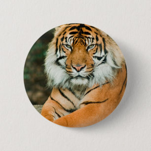 Orange Tiger-Knopf Button