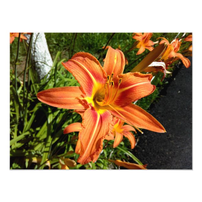 Orange Tiger Lilies Fotodruck (Vorne)