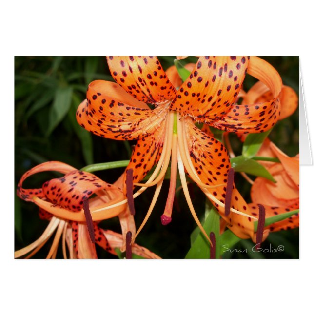 Orange Tiger Lily Blume Card (Vorderseite (Horizontal))