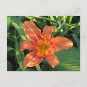 Orange Tiger Lily Blume Postkarte