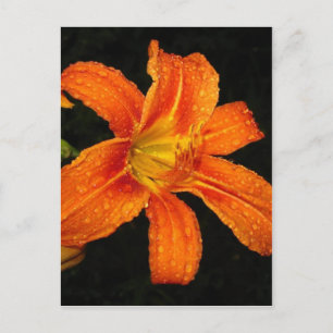 Orange Tiger Lily Blume Postkarte