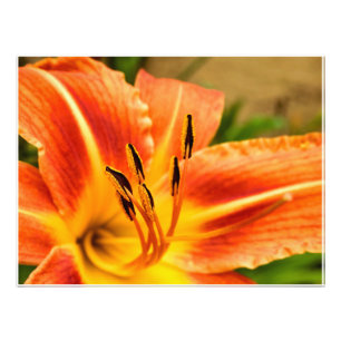 Orange Tiger Lily Fotodruck