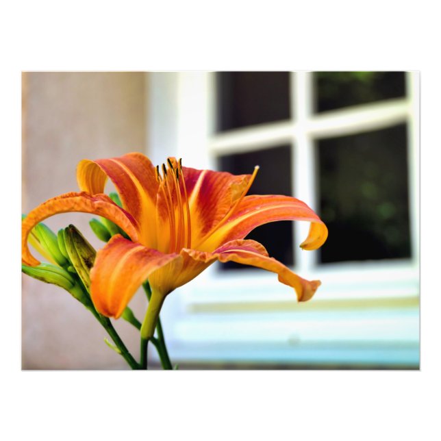 Orange Tiger Lily Fotodruck (Vorne)