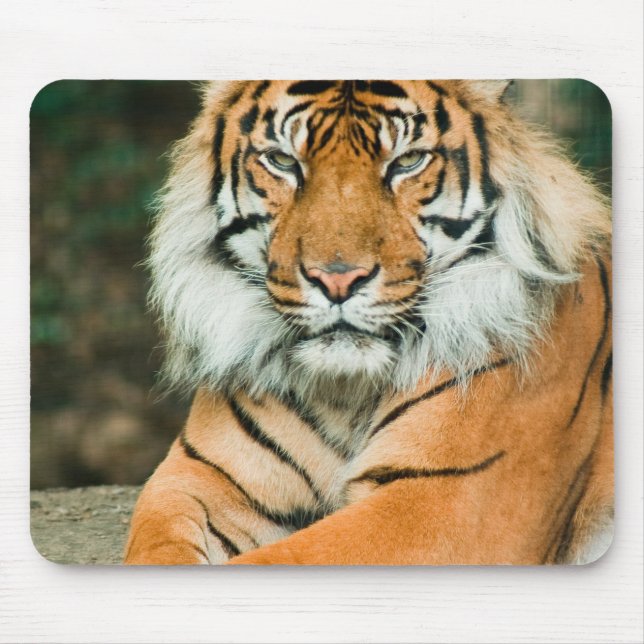 Orange Tiger-Mausunterlage Mousepad (Vorne)