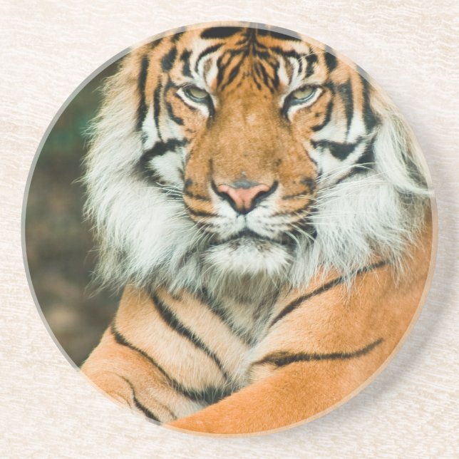 Orange Tiger-Untersetzer Getränkeuntersetzer (Vorne)