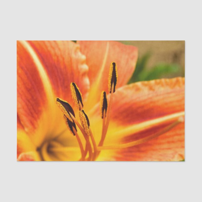 Orange Tigerlilie Seidenpapier (Vorderseite)
